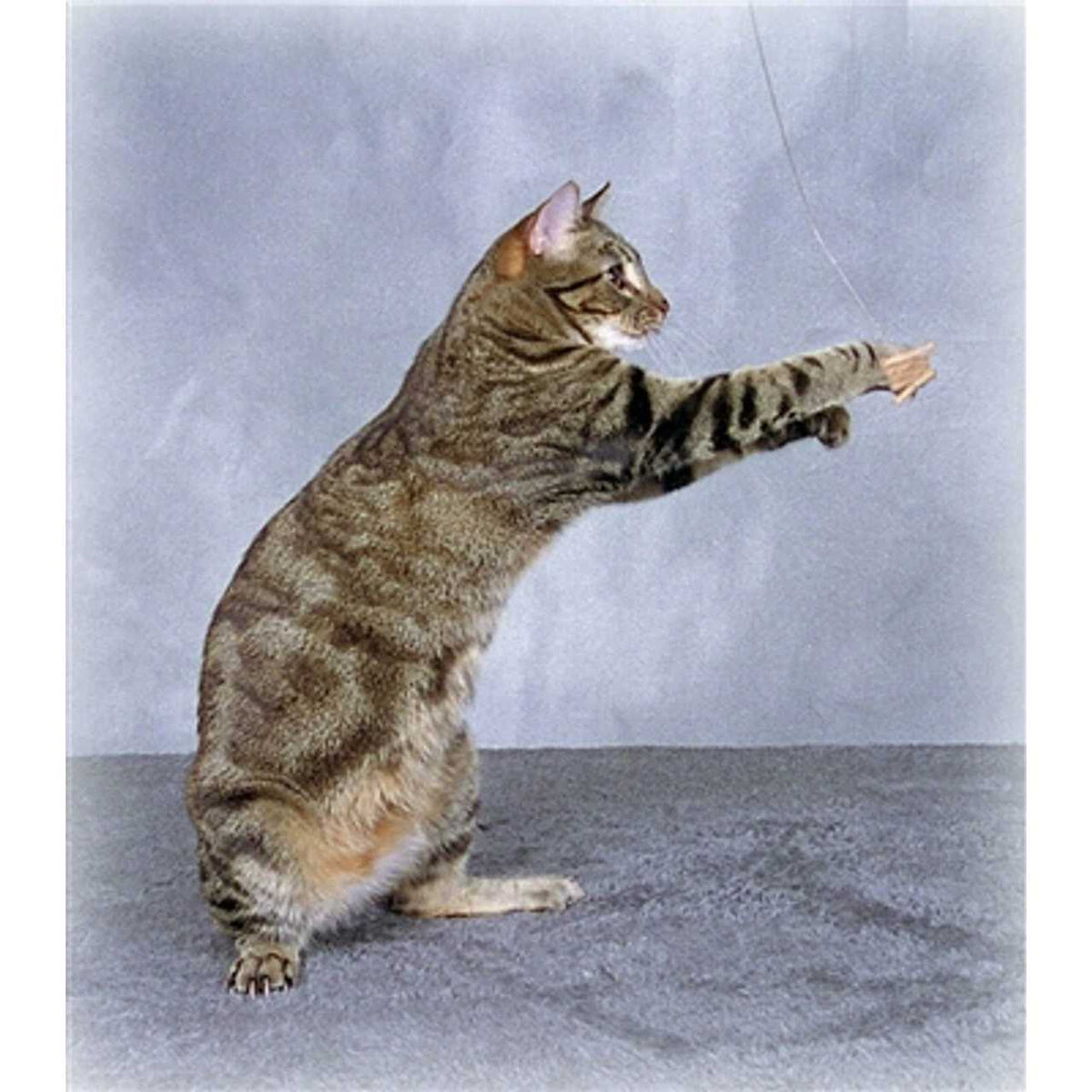 Cat Toy K8961