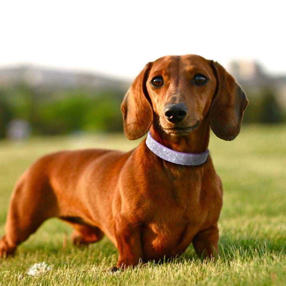 Rhinestone Soft Suede Leather Dog Collar X5166