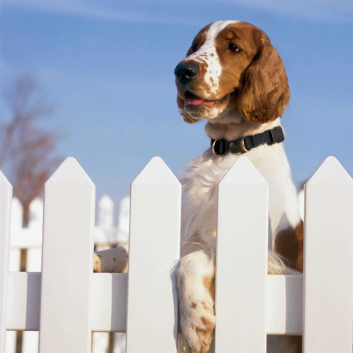 Break-Away Dog Collar T659